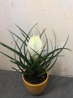 Mooie plant incl gele bloempot, Ophalen of Verzenden, Overige soorten, Volle zon