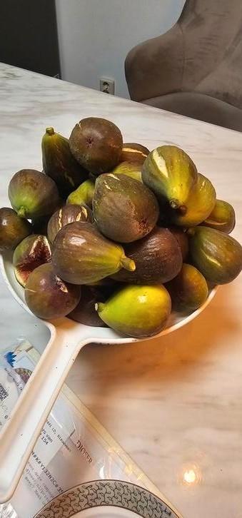 Vijgenstek, stekgoed, entgoed, vijgenstok, Tuin en Terras, Planten | Fruitbomen, Vijgenboom, Minder dan 100 cm, Volle zon, Zomer