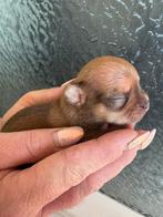 Chihuahua pups raszuiver, CDV (hondenziekte), 8 tot 15 weken, Meerdere, Meerdere dieren
