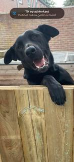 Mechelse herder, Dieren en Toebehoren, Reu, 1 tot 2 jaar, Rabiës (hondsdolheid), Eén hond