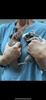 Super leuke skinny cavia/naaktcavia 2 reutjes, Dieren en Toebehoren, Cavia, Juni, Mannelijk, Tam