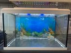 Aquarium, Vis