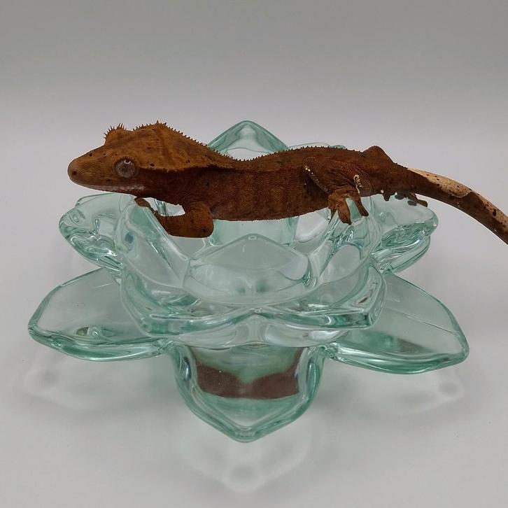 Mooie dalmatian wimpergekko/crested gecko vrouw