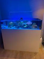 Zeeaquarium zeer compleet!, Ophalen, Zo goed als nieuw, Gevuld zoetwateraquarium