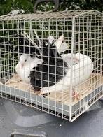 2 jonge pauwstaarten, Meerdere dieren, Postduif