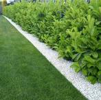 Laurier Rotundifolia Prunus laurocerasus 150 cm, Ophalen, Laurier, Haag, 100 tot 250 cm