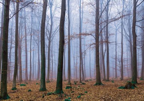 Bos fotobehang Misty Forest 368x254cm, vlies incl. lijm verz, Huis en Inrichting, Stoffering | Behang, minder dan 10 m², Verzenden