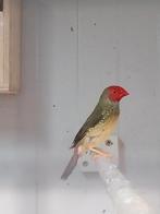 Broedkoppel binsenastrilde 2024, Meerdere dieren