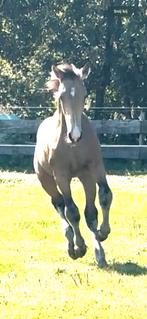 NRPS hengst met 1e Premie (Tuschinski X Weissgold gf), Dieren en Toebehoren, Paarden, Gechipt, 0 tot 2 jaar, Hengst, Onbeleerd