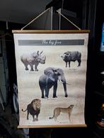 Mooie poster van de big five met houten randen, Antiek en Kunst, Antiek | Schoolplaten, Ophalen of Verzenden, Overige thema's