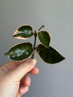 Hoya carnosa 'Krimson Queen' (outer variegated), Huis en Inrichting, Kamerplanten, Ophalen, Halfschaduw, Minder dan 100 cm