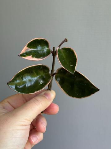 Hoya carnosa 'Krimson Queen' (outer variegated) beschikbaar voor biedingen