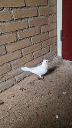 Syrieche duif, Dieren en Toebehoren, Vrouwelijk, Kropper