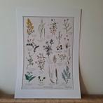 Poster in paspartou 50 X 70, Verzamelen, Ophalen, A1 t/m A3