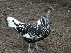 Hollands hoen groot, Dieren en Toebehoren, Pluimvee, Meerdere dieren, Kip