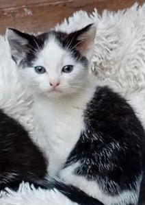 1 katertje, Dieren en Toebehoren, Katten en Kittens | Overige Katten, Meerdere dieren