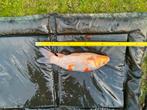 Te koop aangeboden 5 mooie koi karpers, Karper of Koi