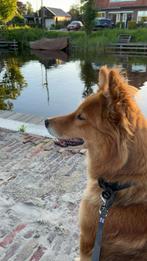 Nieuw baasje gezocht, 6 jaar of ouder, Teef, Eén hond, Nederland