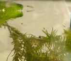 Baby guppy’s, Vis