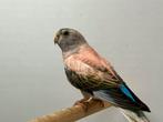 Bourke opaline man uit blauw selectie ,25, Dieren en Toebehoren, Vogels | Parkieten en Papegaaien, Mannelijk, Parkiet, Geringd