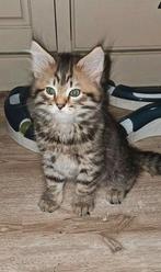 1 kater uit geteste ouders van erkende cattery, Meerdere dieren, Gechipt, 0 tot 2 jaar