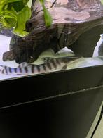 Wildvang Tigrinus meerval/catfish, Vis, Zoetwatervis, Schoolvis