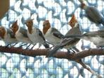 roodkuif kardinalen, Dieren en Toebehoren, Vogels | Overige Vogels, Meerdere dieren, Tropenvogel, Geringd