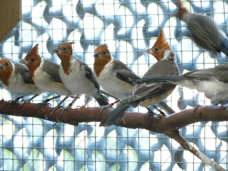 roodkuif kardinalen, Dieren en Toebehoren, Vogels | Overige Vogels, Tropenvogel, Meerdere dieren, Geringd