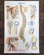 50% SALE: 2x medische wandplaat, vintage medical poster, Antiek en Kunst, Antiek | Schoolplaten, Natuur en Biologie, Ophalen of Verzenden