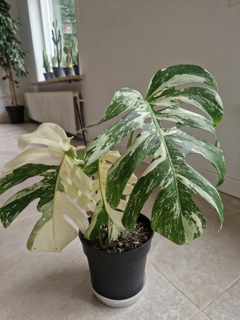 Monstera Albo Variegata, Huis en Inrichting, Kamerplanten, Ophalen, Halfschaduw, Minder dan 100 cm