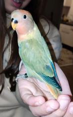 Jonge Agapornis Roseicollis (Popje), Vrouwelijk, Dwergpapegaai of Agapornis, Geringd