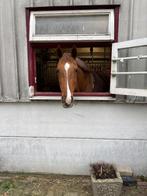 Holsteiner merrie 10 jaar weidemaatje of fokmerrie, Dieren en Toebehoren, Paarden, Merrie, Met stamboom, Niet van toepassing, 7 tot 10 jaar