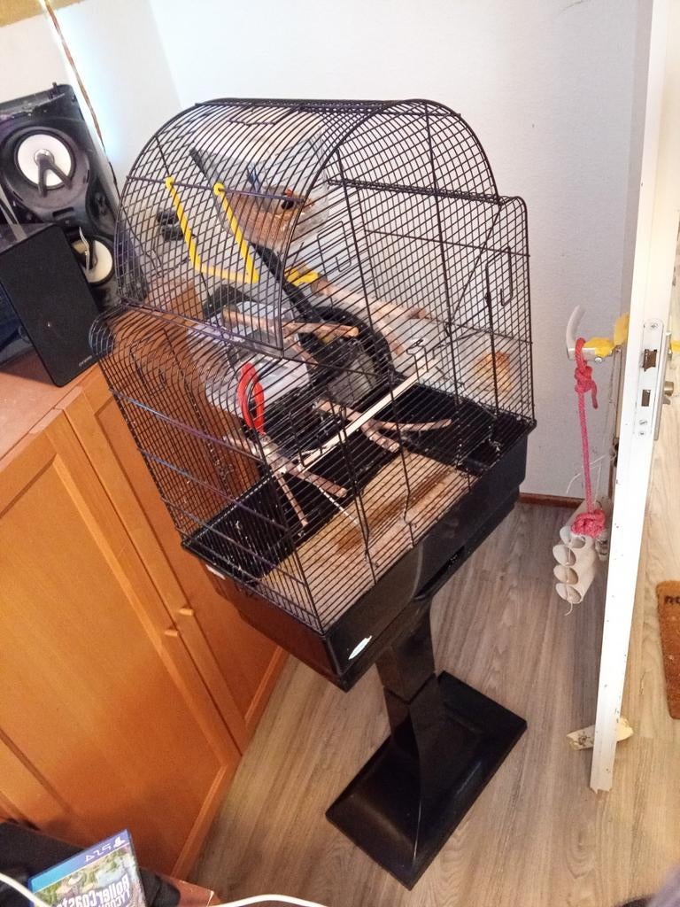 Splitstaart amadine met kooi en standaard TE KOOP, Ophalen, Zo goed als nieuw, Metaal, Vogelkooi