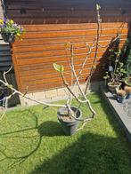 Vijgenboom 150 hoog, Tuin en Terras, Ophalen, Taxus, 100 tot 250 cm