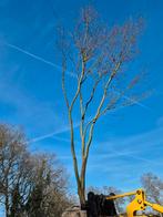 Acer palmatum 5.5 meter., Bloeit niet, Overige soorten, Minder dan 100 cm, Ophalen