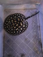 Potamotrygon p14 - BD - Henlei Hybride (3st), Vis