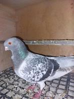 Te koop 4 figuritas doffers 3 zwarte en 1 kras mooie duiven, Dieren en Toebehoren, Mannelijk