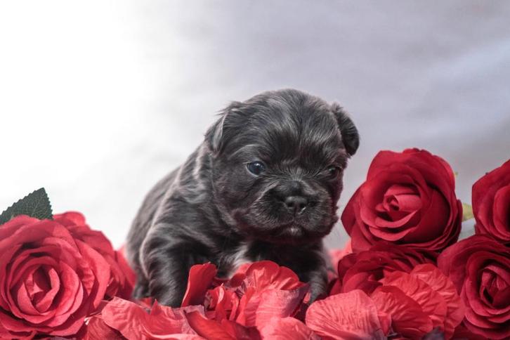 Fluffy Franse Bulldog pups, Dieren en Toebehoren, Honden | Bulldogs, Pinschers en Molossers, Meerdere dieren, Bulldog, Fokker | Hobbymatig