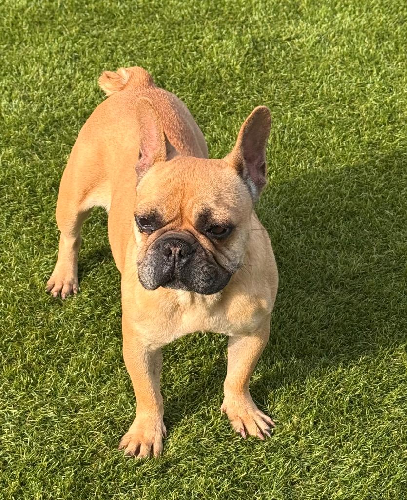 Fawn Frans Bulldog teefje 2 j, België, Fokker | Hobbymatig, 1 tot 2 jaar, Teef