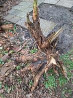 Prachtige boomstronk, Ophalen