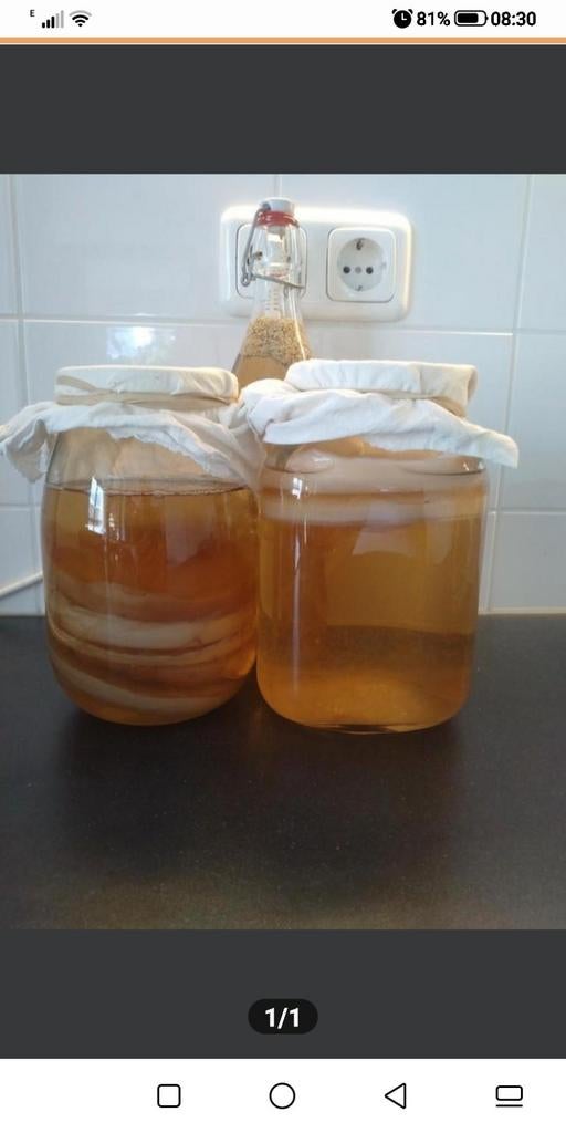 Bio kombucha starter met scoby incl uitleg voor beginners, Ophalen of Verzenden