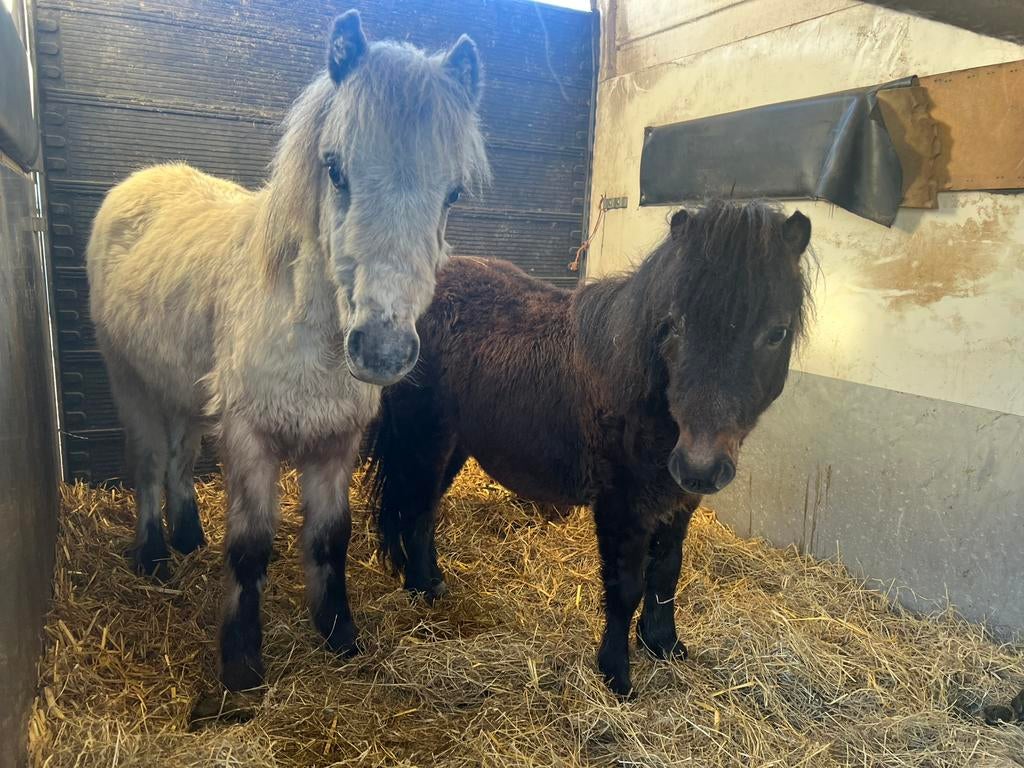 Twee mooie shetland enters few spot en bruin., Dieren en Toebehoren, Hengst, Gechipt, 0 tot 2 jaar