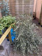 Gratis af te halen snoeihout takken olijfboom, Volle zon, Bloeit niet, Ophalen of Verzenden, 100 tot 250 cm