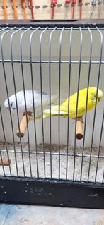 Koppel grasparkieten, Meerdere dieren, Parkiet