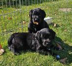 8 labradoodle pups Mogen bezoek krijgen van nieuwe baasjes!!, Overige rassen, Meerdere, Meerdere dieren, Nederland