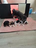 Mooie Shih Tzu/ Maltezer pups, Dieren en Toebehoren, Honden | Chihuahua's en Gezelschapshonden, Maltezer, Meerdere, Meerdere dieren