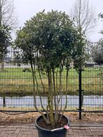 Mooie meerstammige steeneik/ Quercus ilex, Tuin en Terras, Volle zon, 100 tot 250 cm, Zomer, Overige soorten