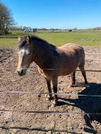 3 jarige pony, Merrie, Met stamboom, Dressuurpony, 3 tot 6 jaar