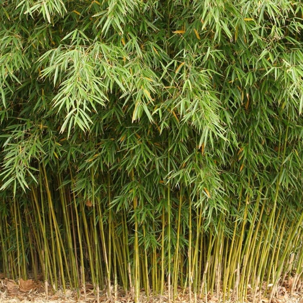 bamboe, Tuin en Terras, Overige soorten, Vaste plant, Ophalen of Verzenden, Bloeit niet