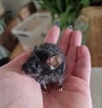 Tamme muis krul texels kleurmuis VROUW teddy dames, Dieren en Toebehoren, Knaagdieren, Februari, Muis, Meerdere dieren, Tam